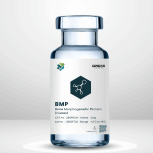 Bone Morphogenetic Protein- BMP (Human)
